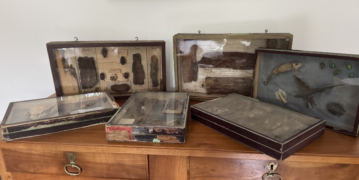 Rare et ancien lot entomologie 6 boites histoire naturelle fin XIX eme siècle dlg deyrolle
