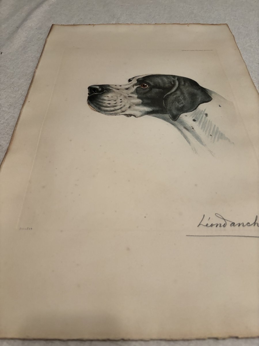 Braque d'auvergne ou Pointer Chien de chasse par Leon Danchin debut XX eme estampe lithographie-photo-2