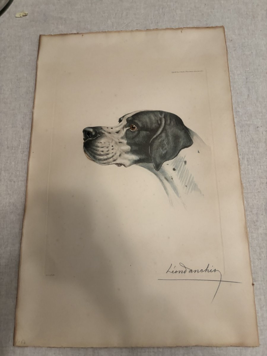 Braque d'auvergne ou Pointer Chien de chasse par Leon Danchin debut XX eme estampe lithographie-photo-1