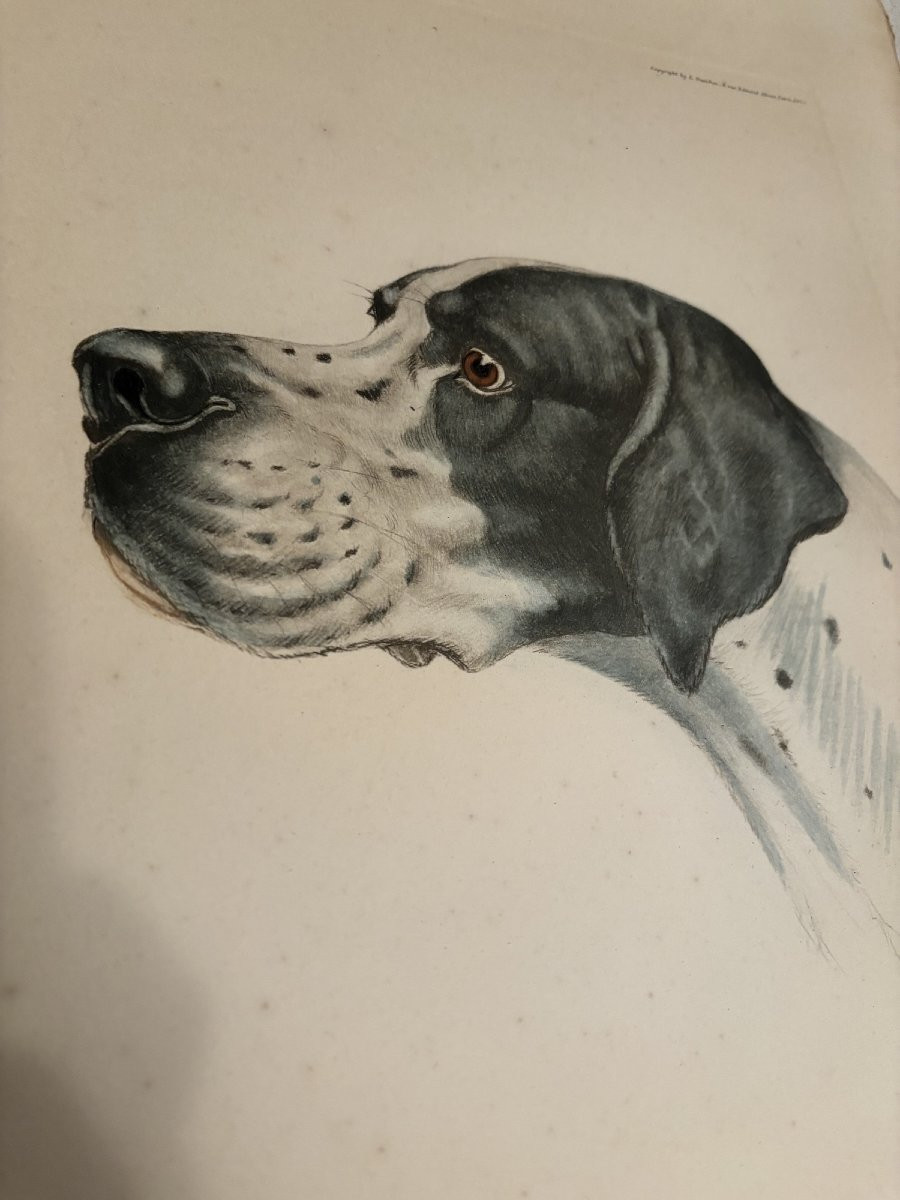 Braque d'auvergne ou Pointer Chien de chasse par Leon Danchin debut XX eme estampe lithographie-photo-3
