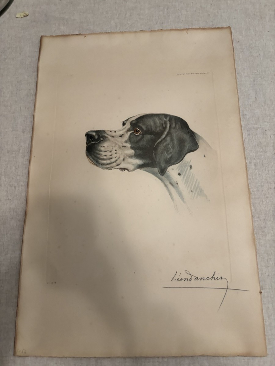 Braque d'auvergne ou Pointer Chien de chasse par Leon Danchin debut XX eme estampe lithographie