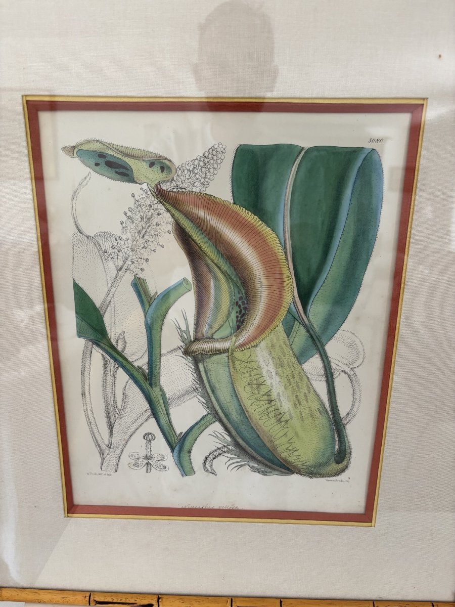 ancienne paire de gravures  par W Fitch vers 1850 lithographie botanique-photo-2
