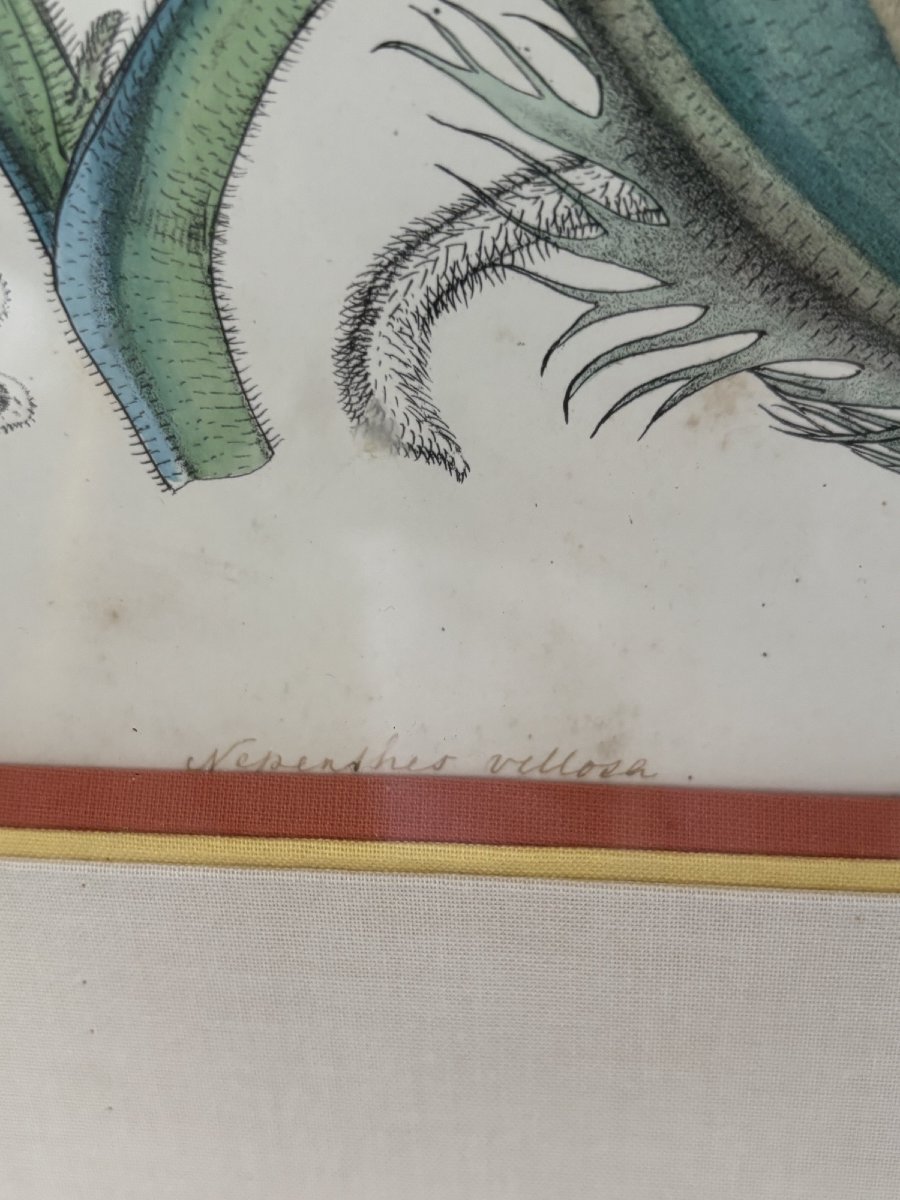 ancienne paire de gravures  par W Fitch vers 1850 lithographie botanique-photo-3