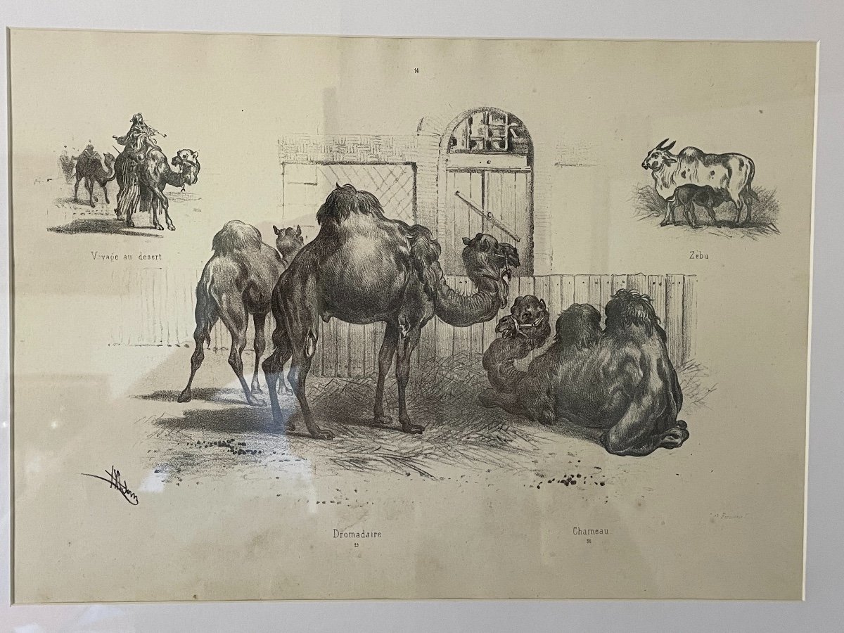 Ancienne Gravure Les Dromadaires  Par Victor Adam édition Fernique  XIX ème Le Zoo-photo-4