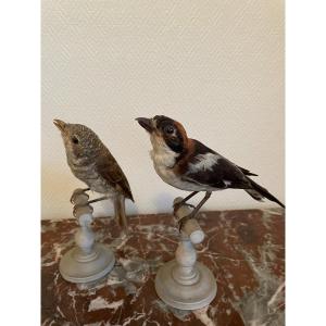 Naturalized Bird Old Taxidermy XIX Th Century Couple Of Red Shrike