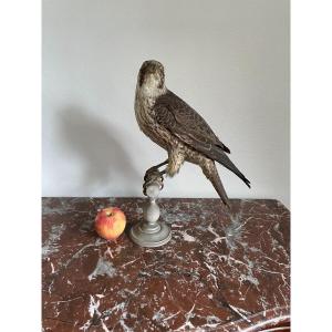 Oiseau Naturalisé Taxidermie Ancienne XIX  ème Faucon Pelerin  France 