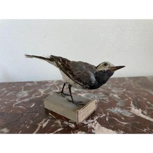 Ancien Oiseau Naturalisé Taxidermie Ancienne XIX Siècle Hoche Queue Gris