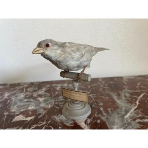 Ancien Oiseau Naturalisé Taxidermie Ancienne XIX Siècle Moineau Gris Clair Blanc 