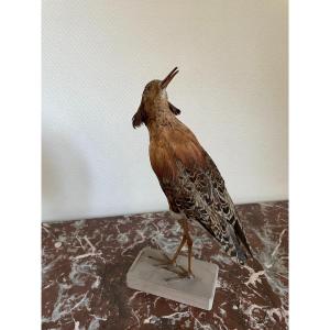 Ancien Oiseau Naturalisé Taxidermie Ancienne XIX  ème  Combattant Variable Curiosité Vitrine