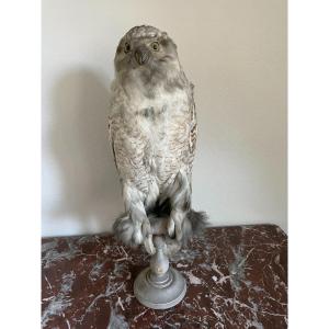 Old Naturalized Bird Old Taxidermy XIX Th Snowy Owl Large Model
