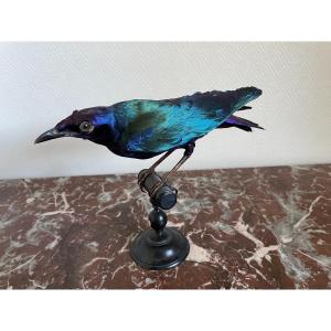 Old Naturalized Bird Old Taxidermy XIXth Choucador By Ruppell