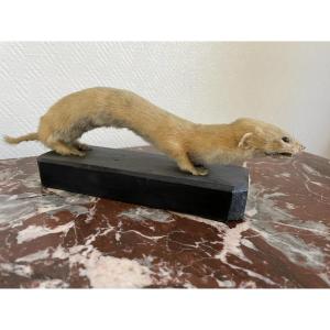Taxidermy Old Weasel From The Mountains, France 1870 Curiosity Cabinet Vitrine Collection