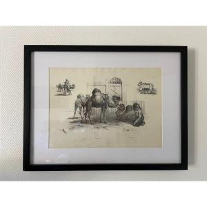 Old Engraving The Dromedaries By Victor Adam Edition Fernique XIX The Zoo