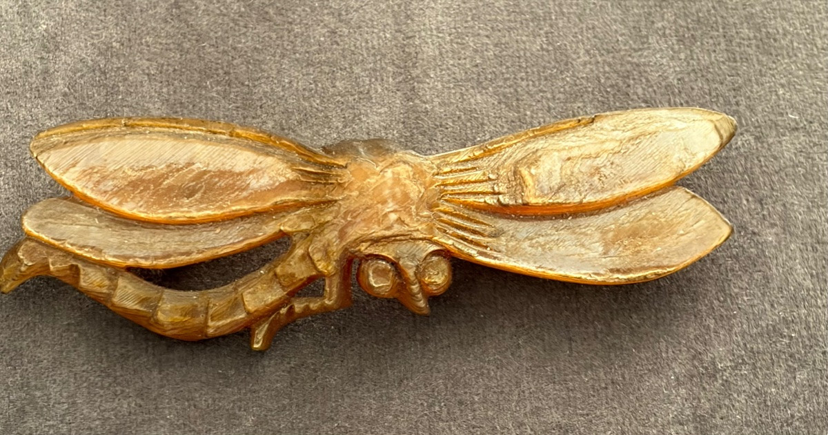 Libellule  corne blonde -photo-2