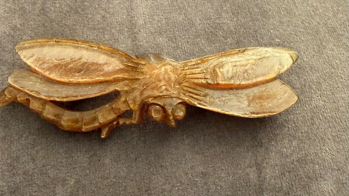 Libellule  corne blonde 