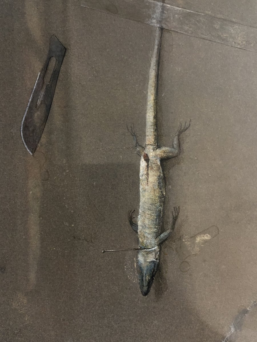 Florencio Galindo De La Vara (1946-2017) - Vanitas du Lézard-photo-3