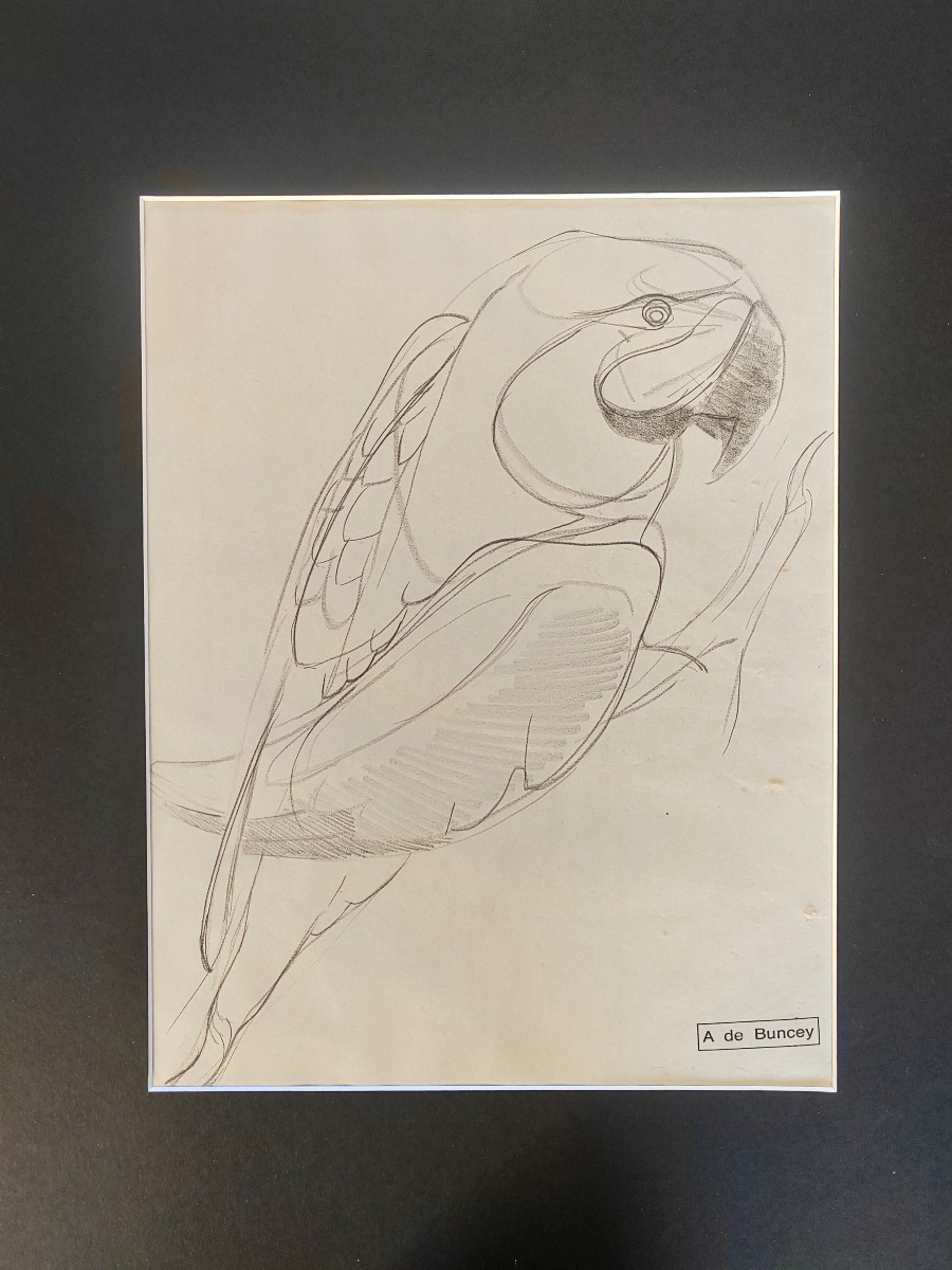 Albin De Buncey The Parrot Jouve Sandoz Art Deco Animal Drawing-photo-2