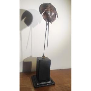 Limule sur son socle en cuir cabinet de curiosité 