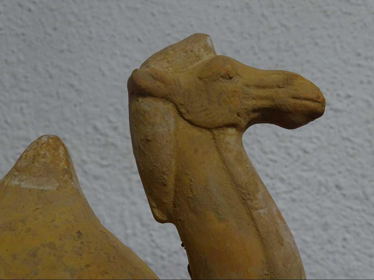 China - Camel - Tang Dynasty - 20.5 Cm-photo-2