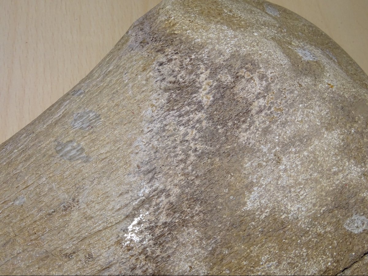 Madagascar Dinosaur Bone, Mineralized Fossil (spinosaurus?) 6kg300-photo-2