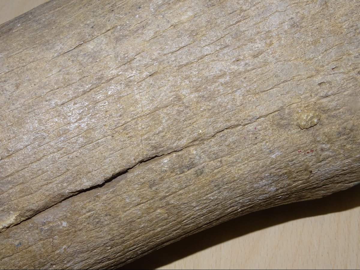 Madagascar Dinosaur Bone, Mineralized Fossil (spinosaurus?) 6kg300-photo-1