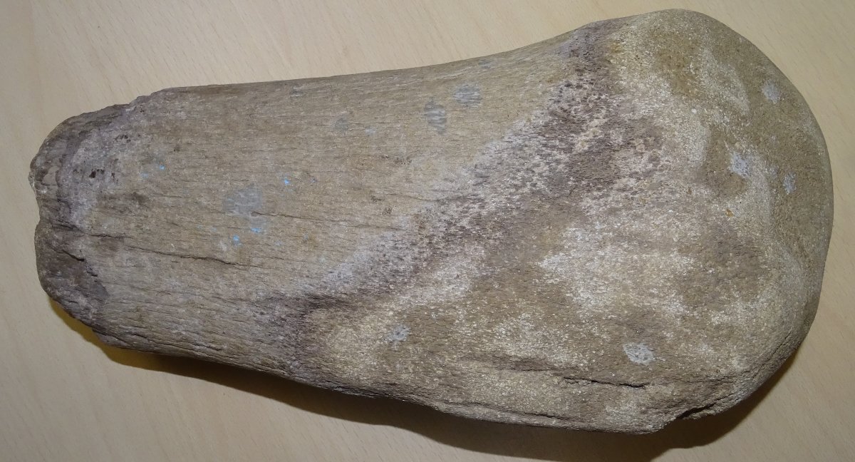 Madagascar Dinosaur Bone, Mineralized Fossil (spinosaurus?) 6kg300-photo-3