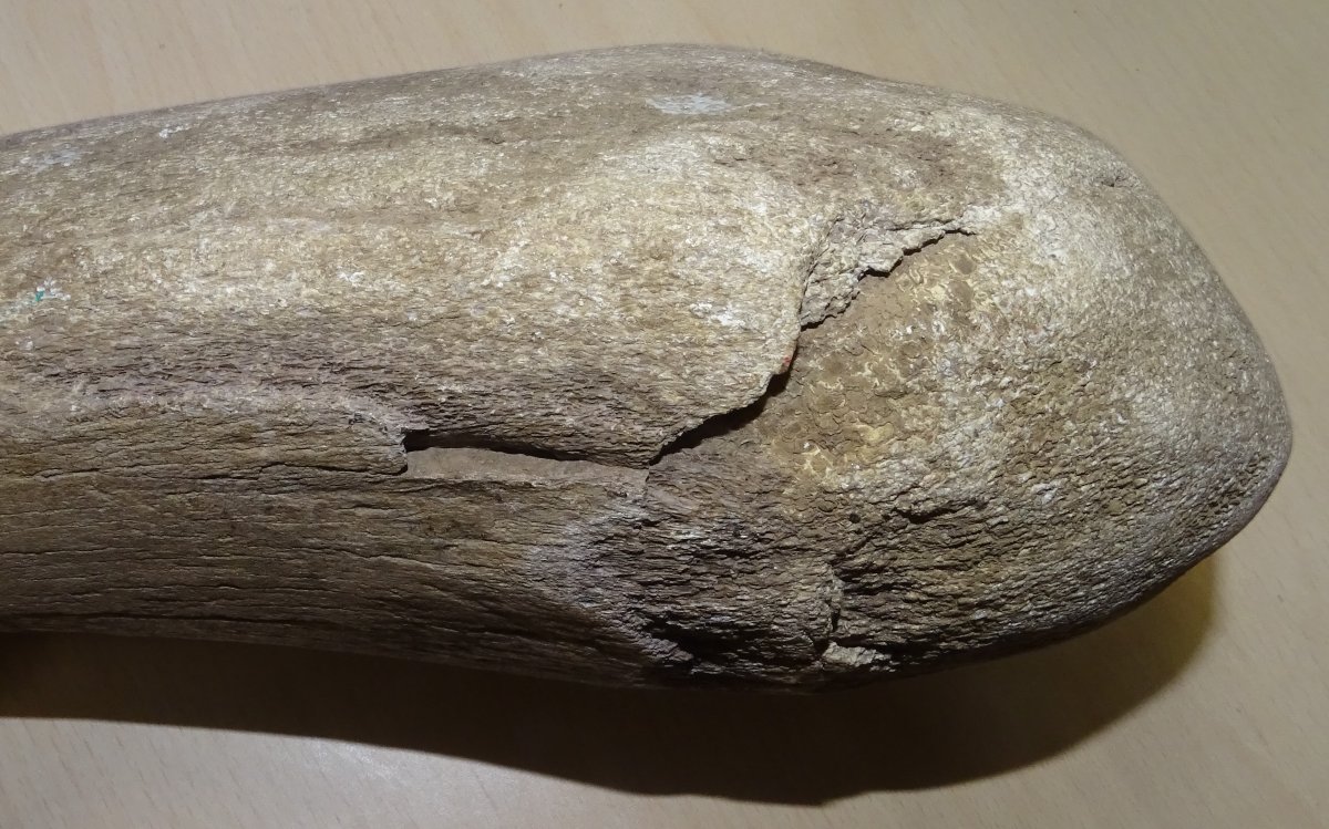 Madagascar Dinosaur Bone, Mineralized Fossil (spinosaurus?) 6kg300-photo-4