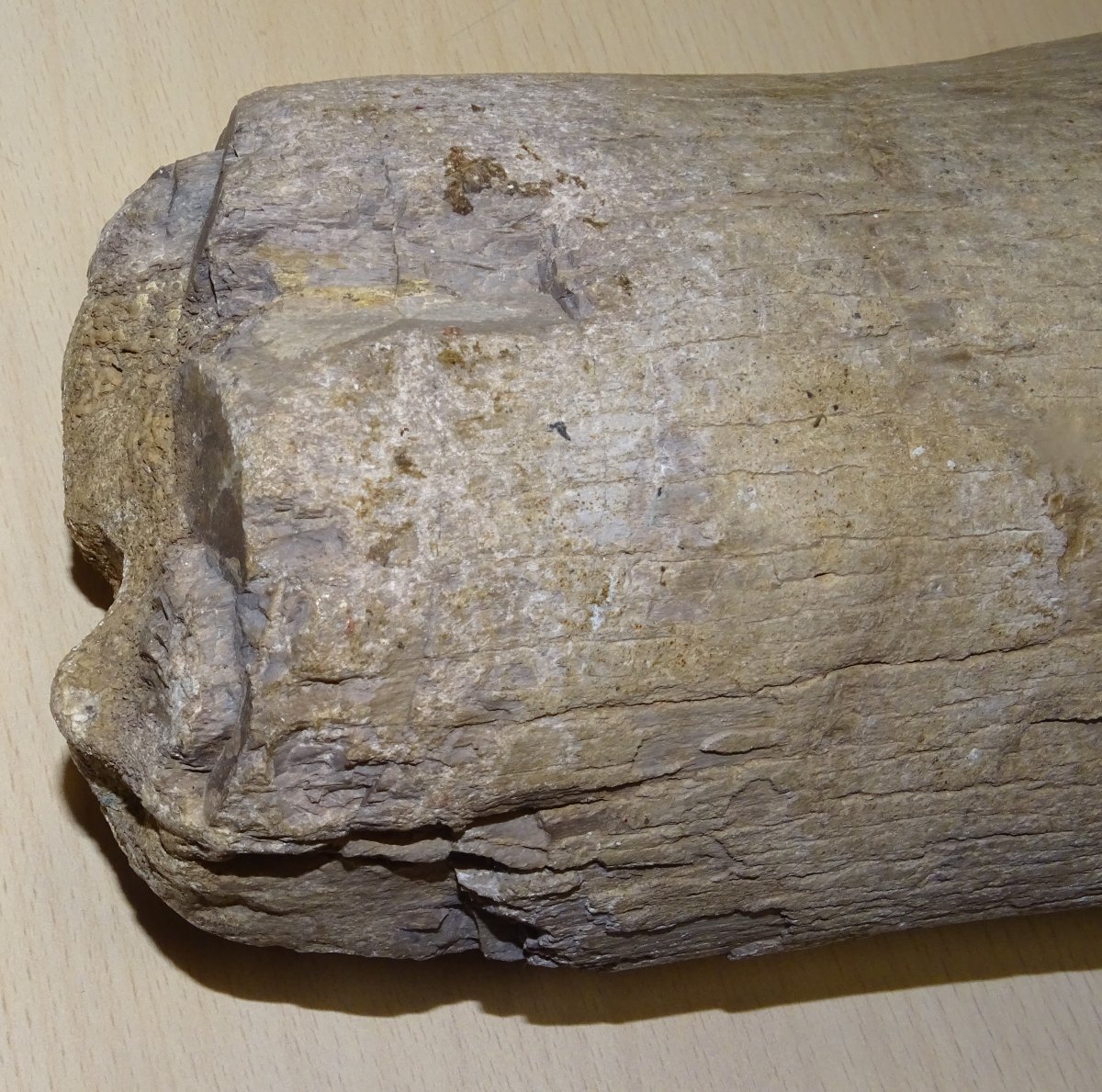 Madagascar Dinosaur Bone, Mineralized Fossil (spinosaurus?) 6kg300-photo-5