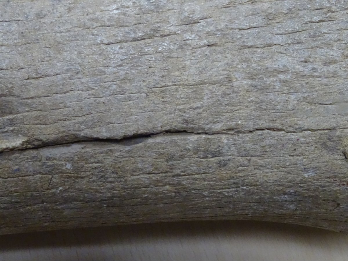 Madagascar Dinosaur Bone, Mineralized Fossil (spinosaurus?) 6kg300-photo-6