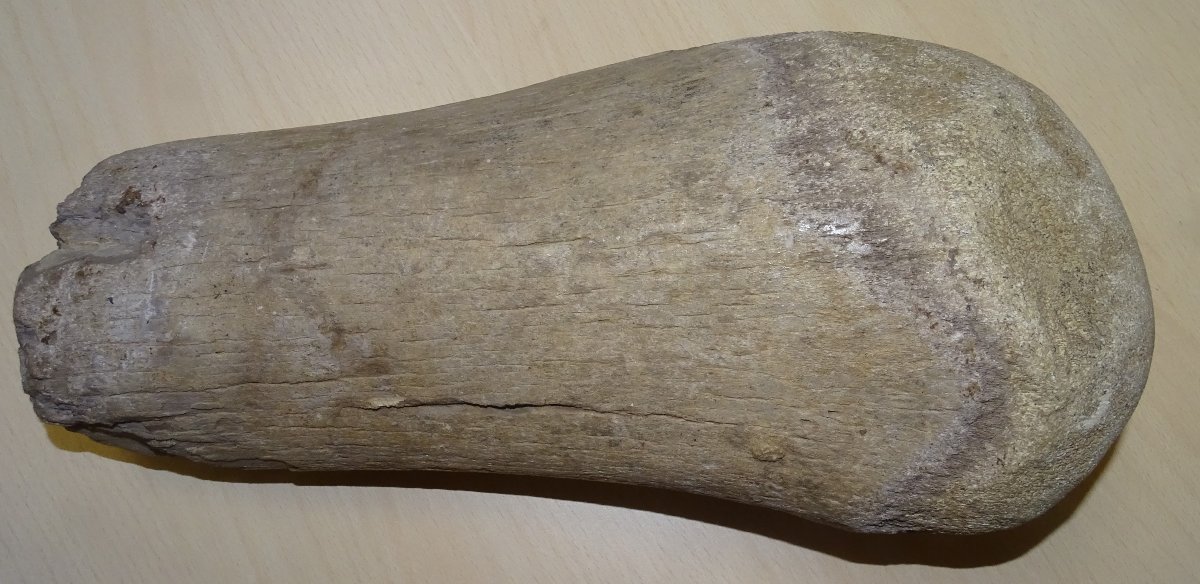 Madagascar Dinosaur Bone, Mineralized Fossil (spinosaurus?) 6kg300