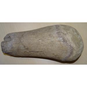 Madagascar Dinosaur Bone, Mineralized Fossil (spinosaurus?) 6kg300