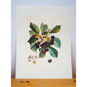 Estampe Gravure Florale Et Fruits