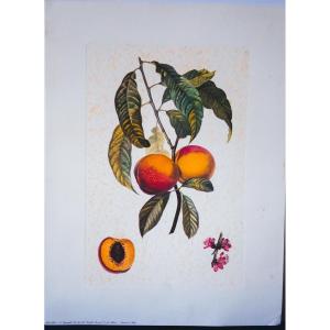 Estampe Gravure Florale Et Fruits