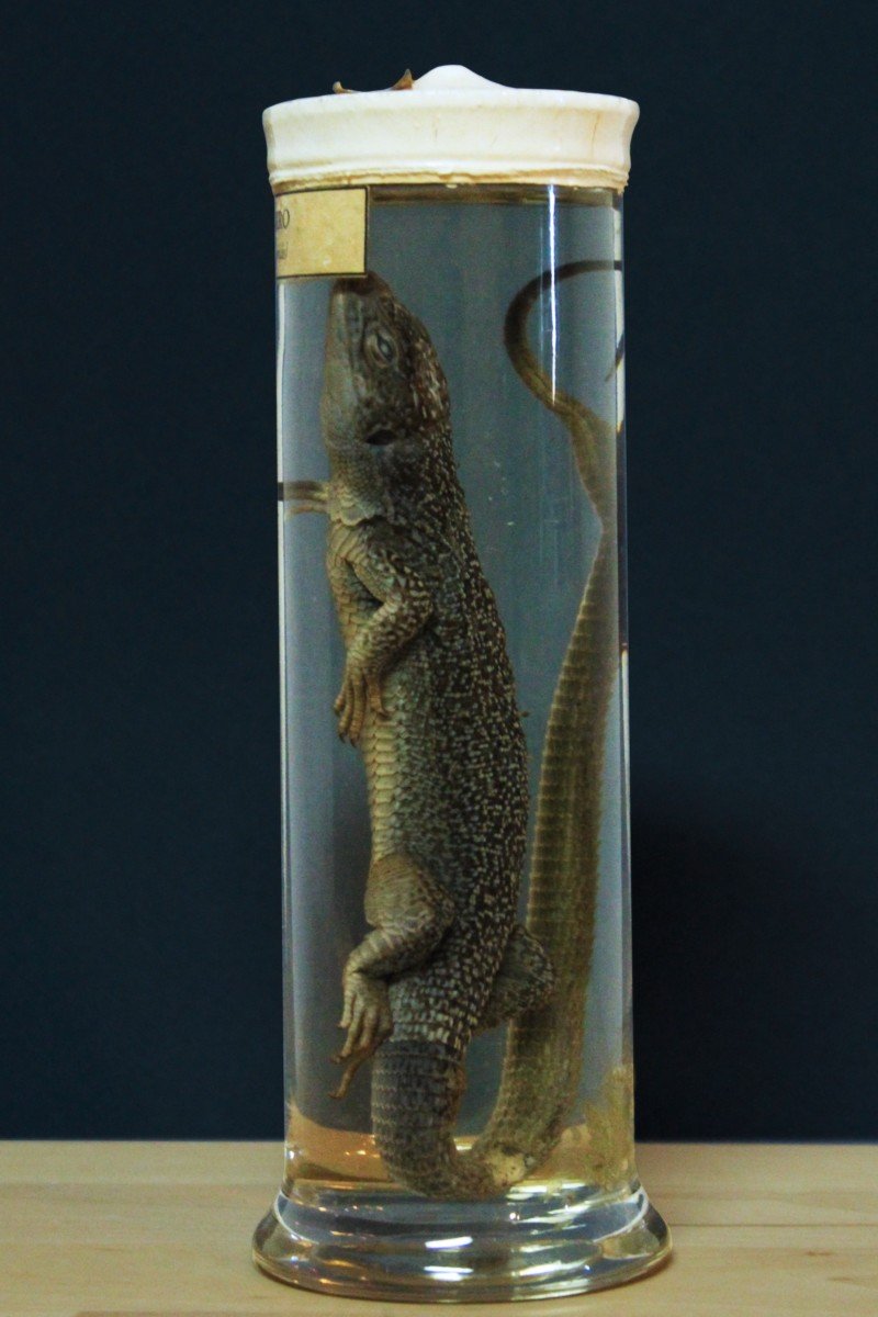Paravia Lizard Lacerta Viridis, Museum, Educational, In Formalin-photo-2
