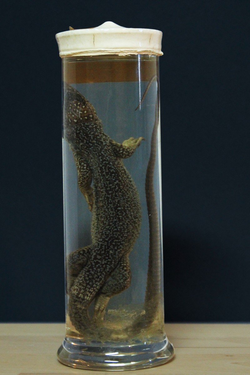 Paravia Lizard Lacerta Viridis, Museum, Educational, In Formalin-photo-3