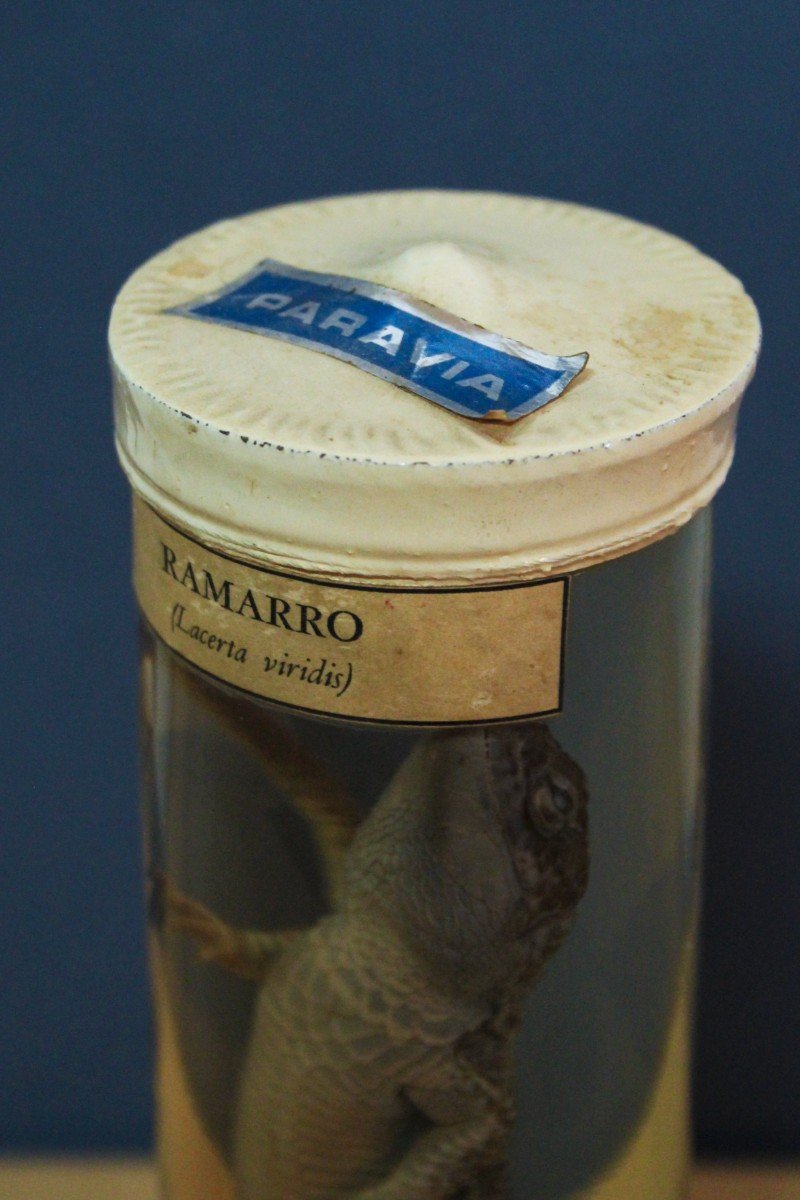 Paravia Lizard Lacerta Viridis, Museum, Educational, In Formalin-photo-4