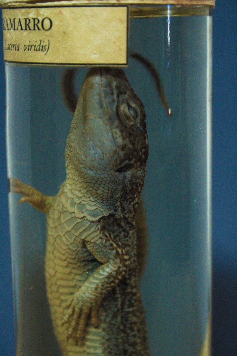 Paravia Lizard Lacerta Viridis, Museum, Educational, In Formalin-photo-1