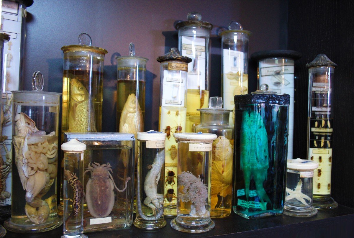 Paravia Lizard Lacerta Viridis, Museum, Educational, In Formalin-photo-3