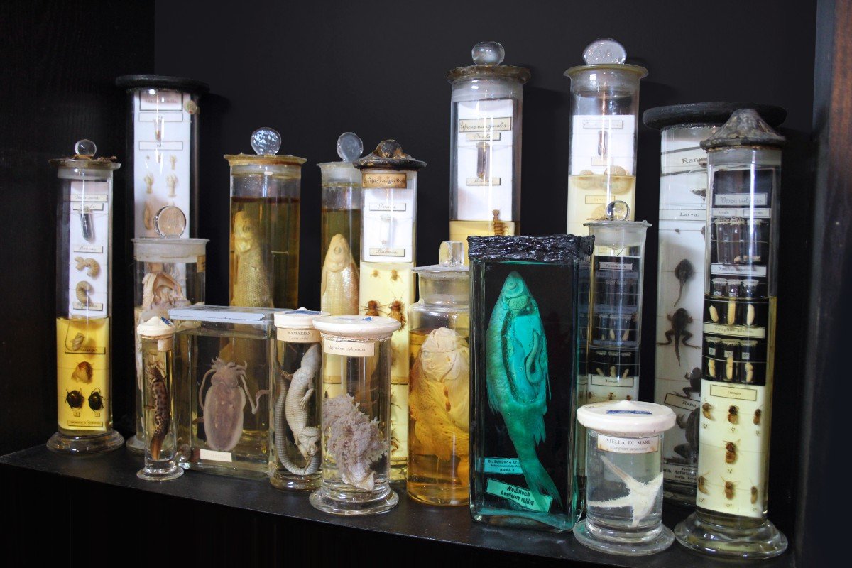 Paravia Lizard Lacerta Viridis, Museum, Educational, In Formalin-photo-4