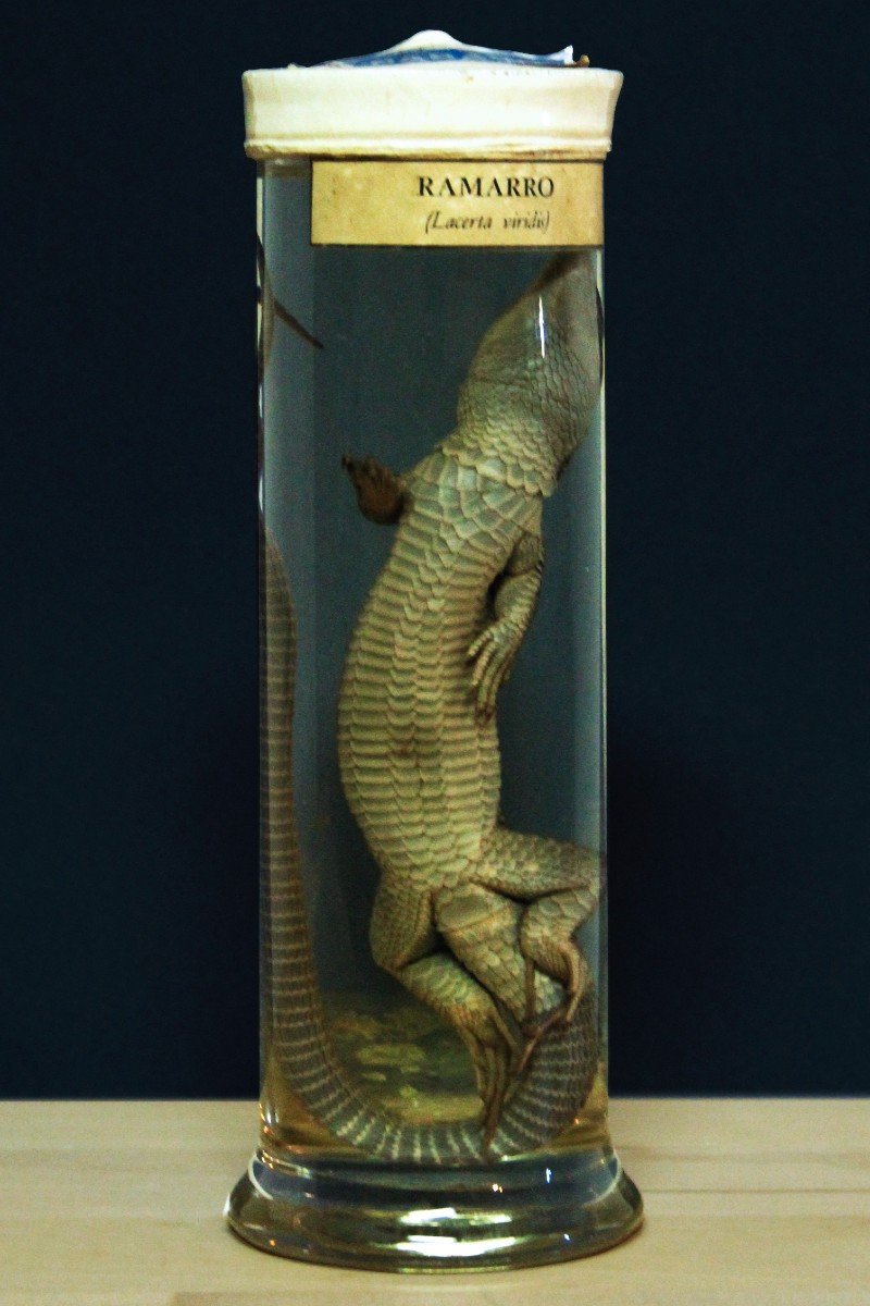 Paravia Lizard Lacerta Viridis, Museum, Educational, In Formalin