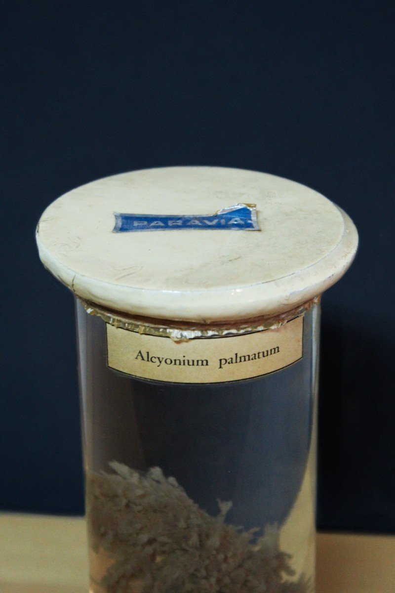 Paravia Anemone Alcyonium Palmatum, Museum, Educational, In Formalin-photo-2