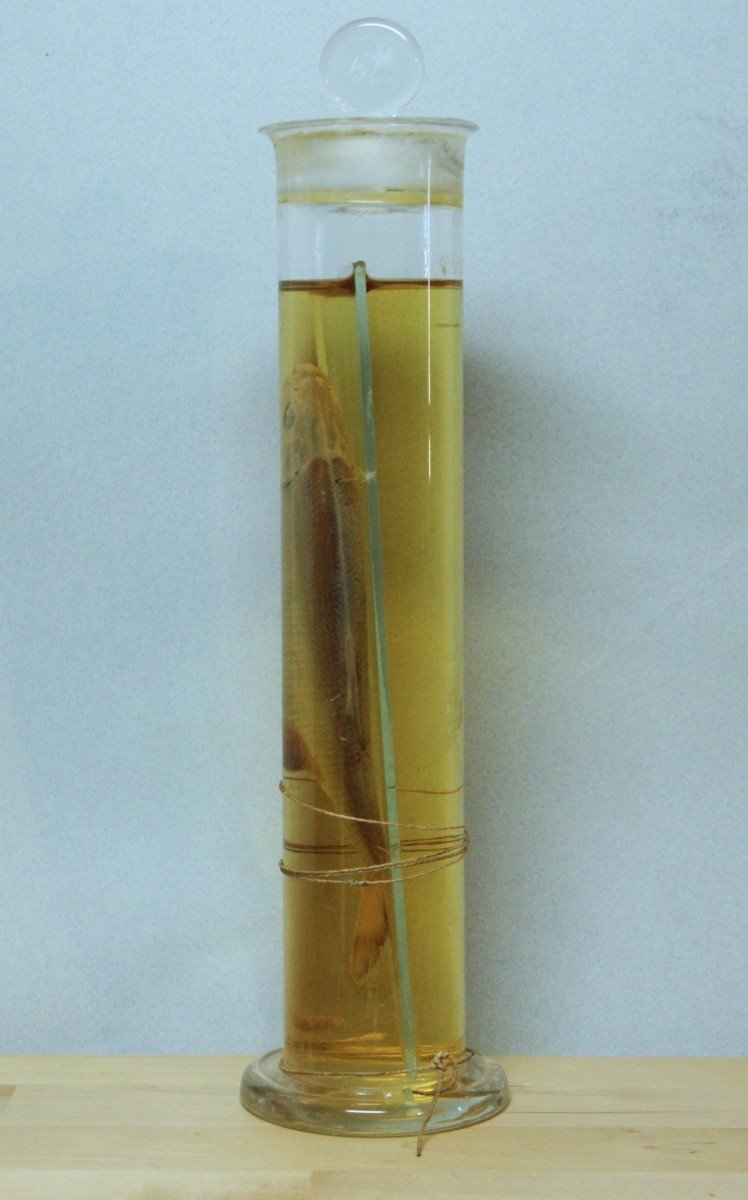 Ancient Preparation In Educational-museum Formalin Of A Fish-photo-3