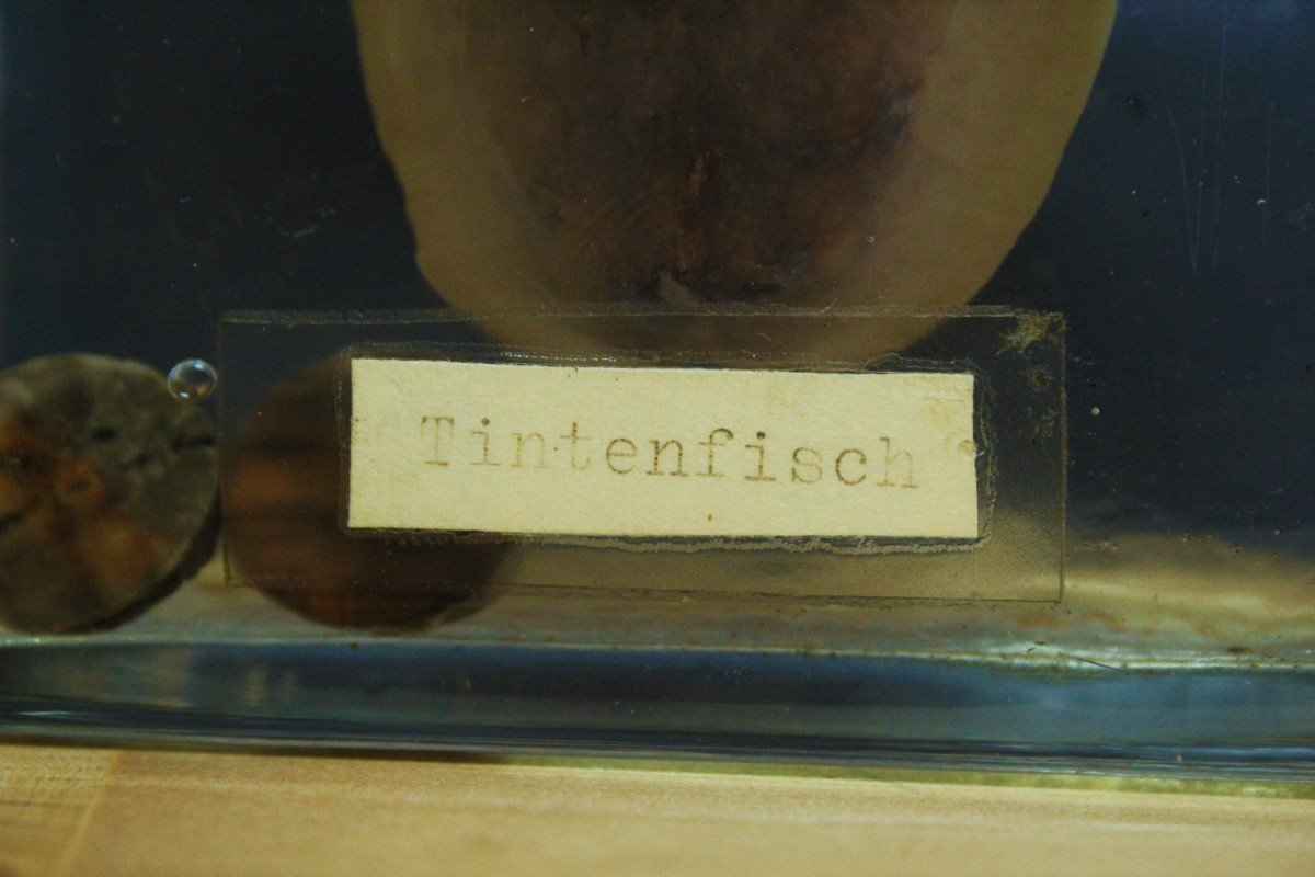 Squid Prepared In Museum Educational Formalin-photo-3