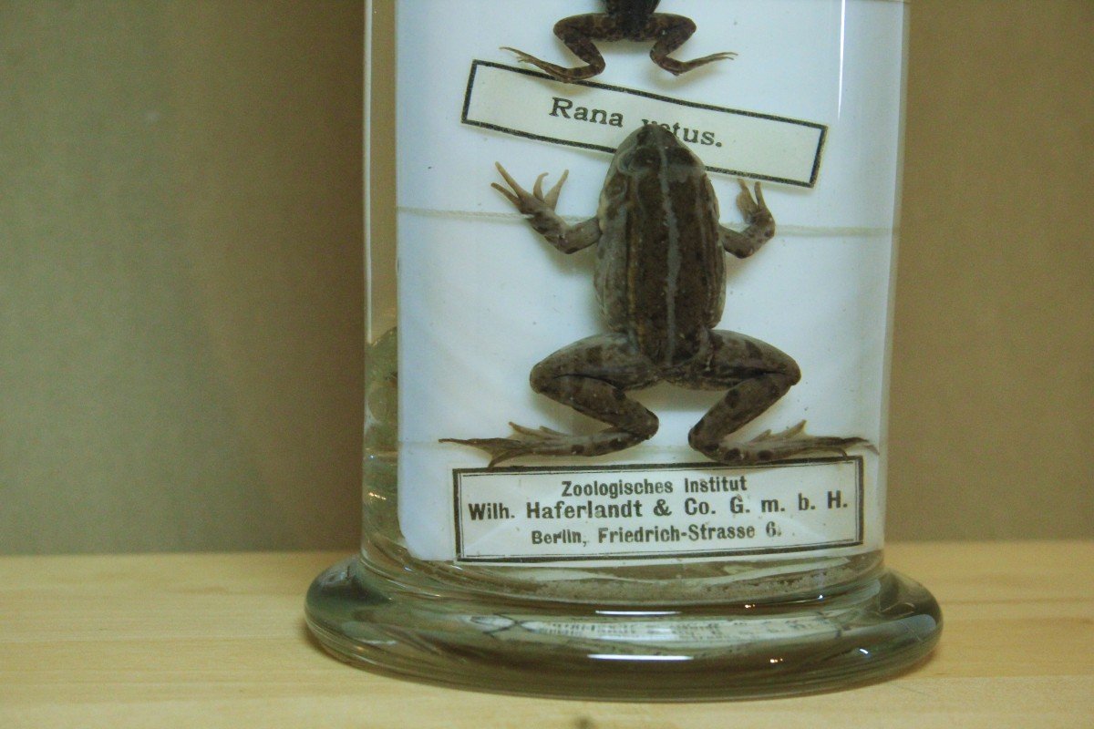 Grenouill Esculenta, Spécimen Ancien Dans Du Formol De Musée, Institut Zoologique De Berlin-photo-2