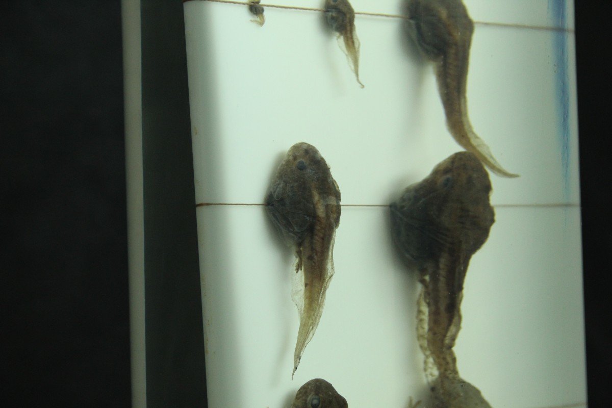 Grenouill Esculenta, Spécimen Ancien Dans Du Formol De Musée, Institut Zoologique De Berlin-photo-2