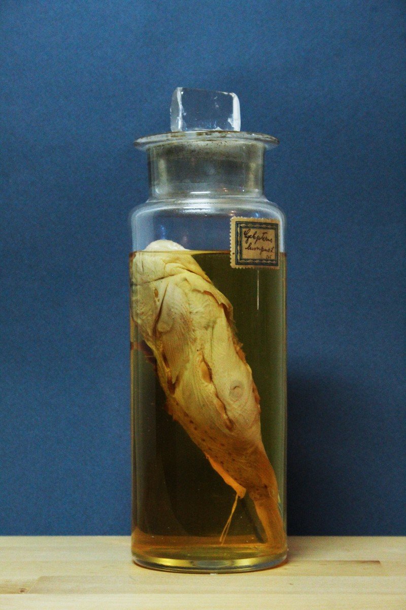 Clyclopterus Lumpus, Ancient Educational-museum Formalin Preparation-photo-2