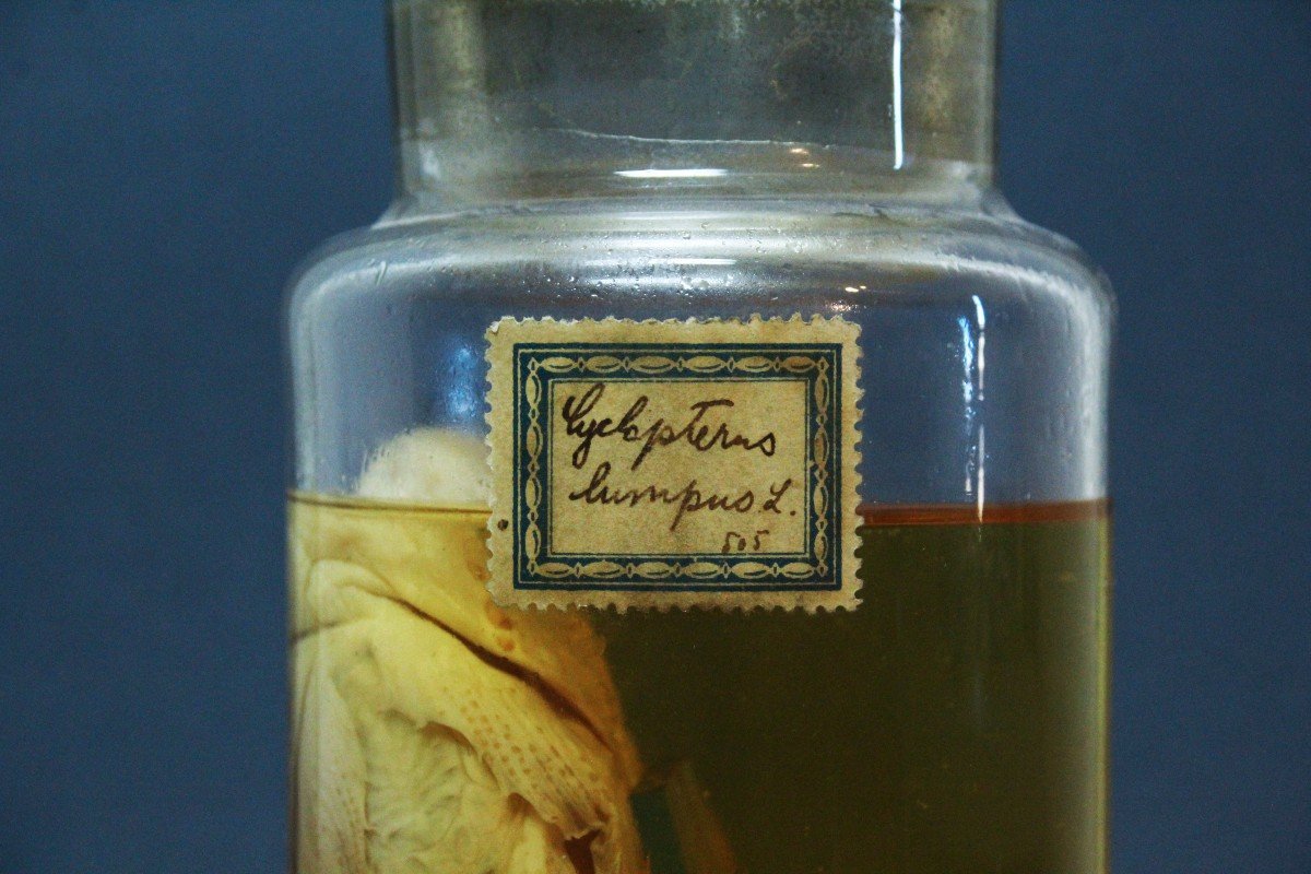Clyclopterus Lumpus, Ancient Educational-museum Formalin Preparation-photo-3