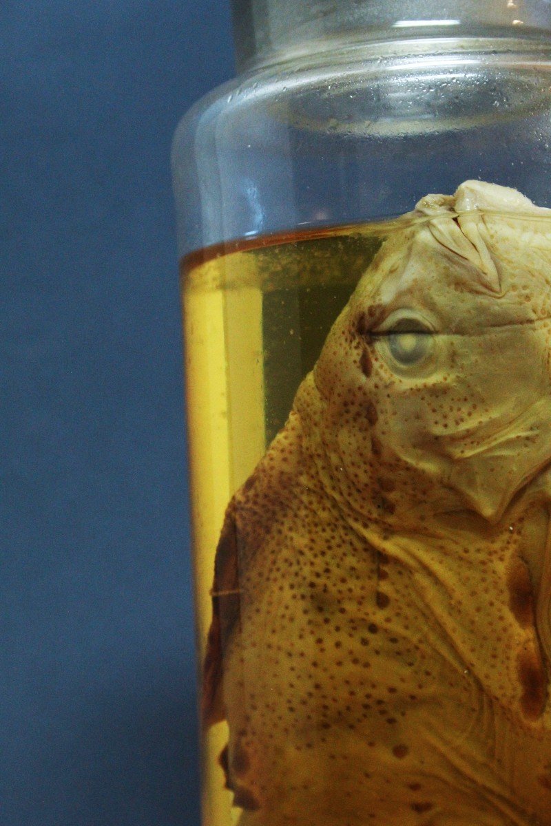 Clyclopterus Lumpus, Ancient Educational-museum Formalin Preparation-photo-4