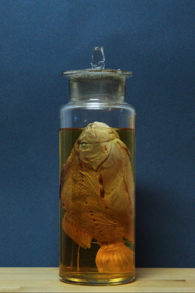 Clyclopterus Lumpus, Ancient Educational-museum Formalin Preparation