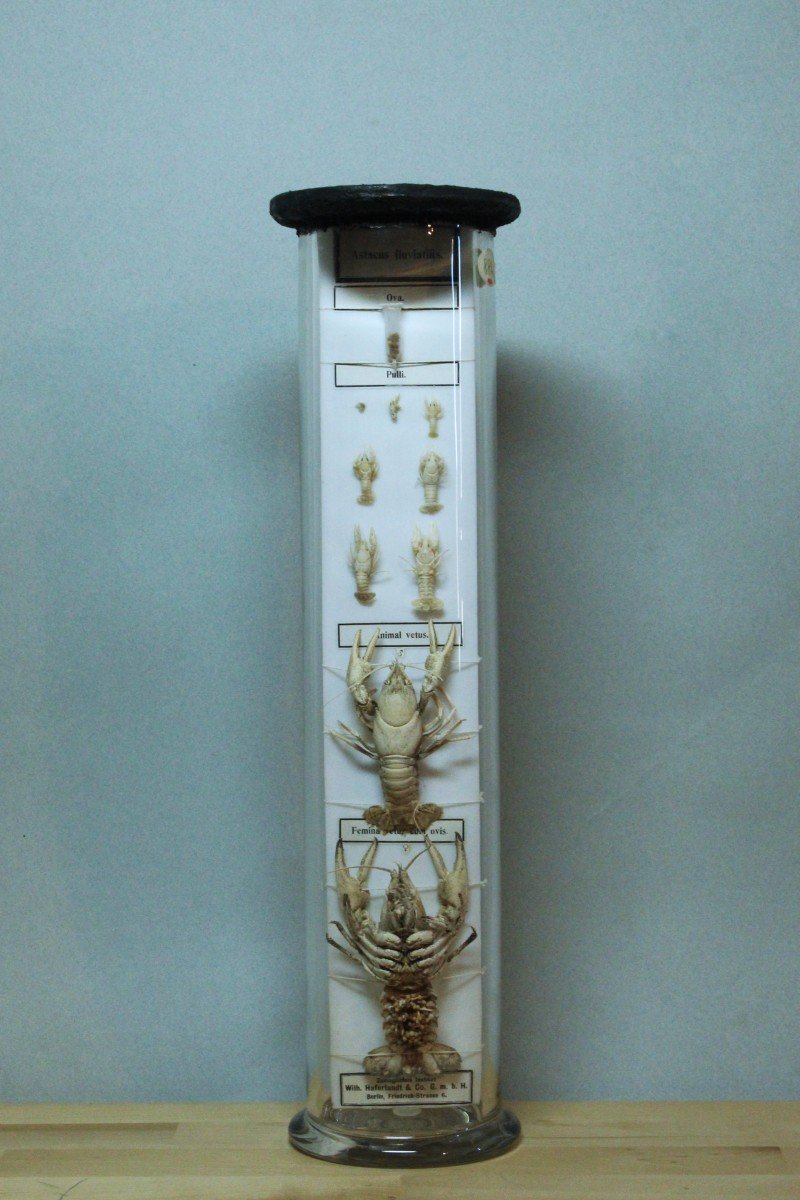 Astacus Fluvialis, Préparation De Formol De Musée Ancien, Institut Zoologique De Berlin